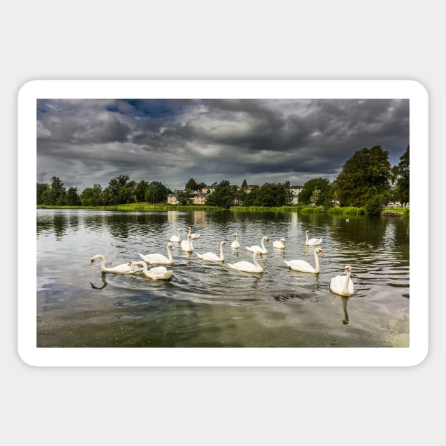 Mute Swans on Carlingwark Loch Photograph Castle Douglas Dumfries and Galloway Sticker by CreativeNatureM